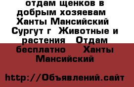 отдам щенков в добрым хозяевам - Ханты-Мансийский, Сургут г. Животные и растения » Отдам бесплатно   . Ханты-Мансийский